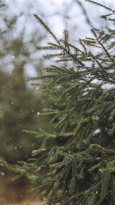 a pine tree with snow falling on it