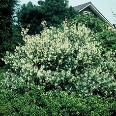 a bush with white flowers in front of a house