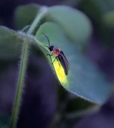 a bug sitting on top of a green leaf