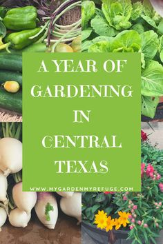 a year of gardening in central texas with text overlay that reads a year of gardening in central texas