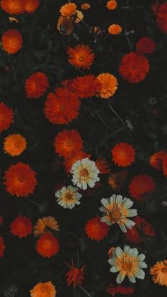 many orange and white flowers in the dark