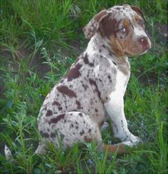 a brown and white dog sitting in the grass