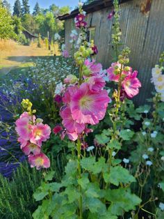 pink and white flowers in front of a wooden building with bluebells around it