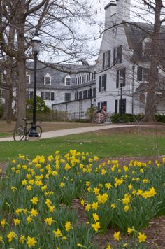 yellow daffodils in front of a large white house