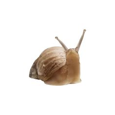 a close up of a snail on a white background