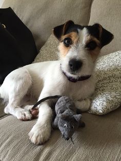 a small dog laying on top of a couch next to a stuffed toy mouse and black bag