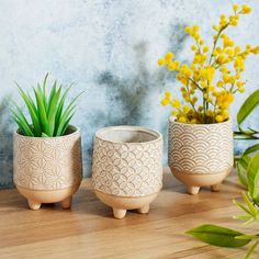 three planters sitting on top of a wooden table next to a potted plant