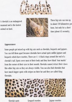 an article about leopards in the wild with pictures of them and their names on it