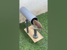 a bird is poking its head into a tube on a stand in the grass near a building