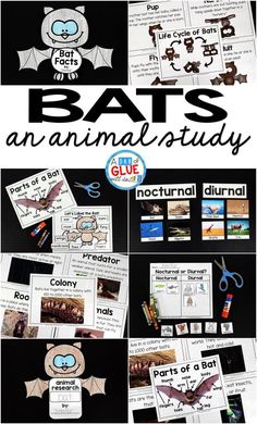 bats an animal study with pictures and text