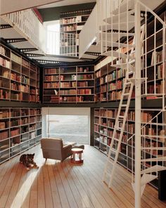 a cat sitting on the floor in front of a bookshelf with many shelves full of books