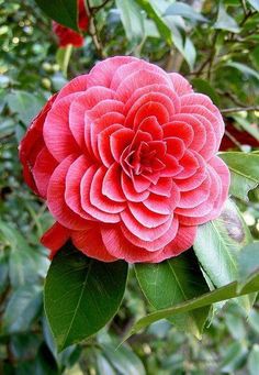 a large pink flower sitting on top of a lush green leaf covered tree branch with red flowers in the background