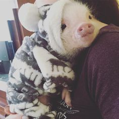 a person holding a small pig in a sweater