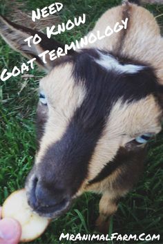 a goat eating an apple in the grass with text overlay that reads, need to know goat technology