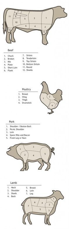 an animal's body is shown in three different ways, including the cow and pig