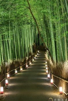 a path lined with lots of bamboo trees and lit candles on the side of it