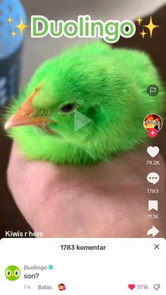 a person holding a small green bird in their hand with the words duolingo on it