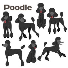 a poodle dog in different poses and positions on a white background with the word poodle