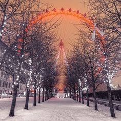 London Eye at night with trees in the foreground lit with lights and snow on the pathway-London-UK by Assaf Image 1 London Eye At Night, London Eye, Stock Paper, Fine Arts Posters, London Uk, Paper Stock, Fine Art Print, Art Poster, At Night