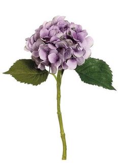 a purple flower with green leaves on a white background