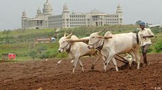 a man plowing the land with two oxen in front of a large building