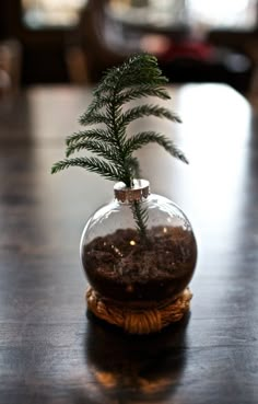 a small plant in a glass vase on a table