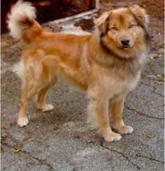 a brown and white dog standing on top of a sidewalk