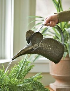 a person pouring water from a watering can into a potted plant with fern in the foreground