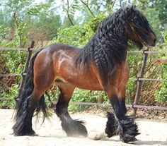 a brown horse with black hair standing next to a fence