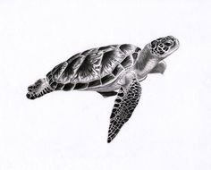 a pencil drawing of a sea turtle swimming