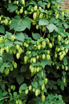 green hops growing on the side of a building