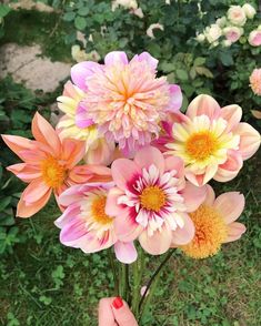 a person holding a bunch of flowers in their hand with pink and yellow petals on it