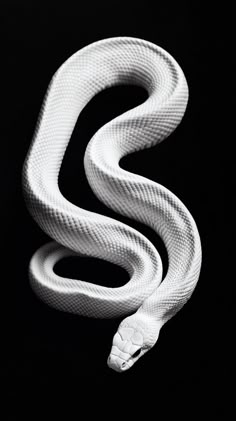 a white snake on a black background