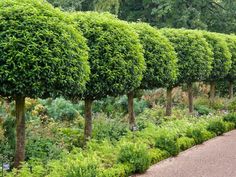 a long row of trees in the middle of a garden