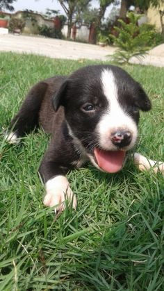 a black and white puppy laying in the grass with its tongue hanging out looking at the camera