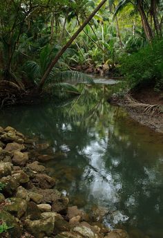 a river running through a lush green forest filled with trees and rocks, surrounded by tall palm trees