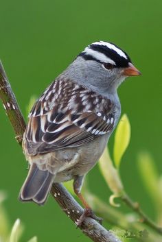 a small bird perched on top of a tree branch