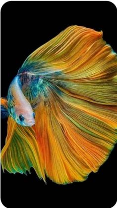 an orange and blue fish with long hair on it's back side, against a black background