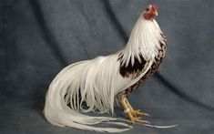 a white and black rooster standing on top of a gray background