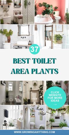 the best toilet area plants for small bathrooms