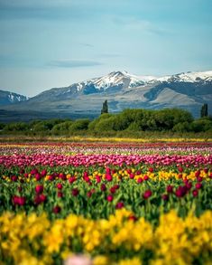 a field full of colorful flowers with mountains in the backgrounnd and snow - capped peaks