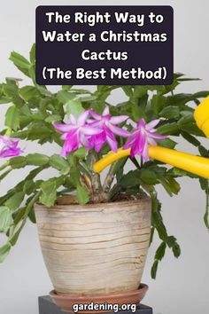 the right way to water a christmas cactus is the best method for watering your plants