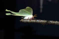 a large green and white moth sitting on a tree branch with its wings spread out