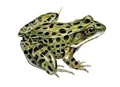 a green and black frog sitting on top of a white surface