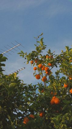 an orange tree with lots of ripe oranges growing on it's branches, under a blue sky