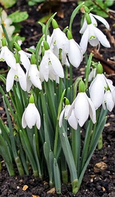 some white flowers are growing in the dirt