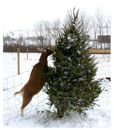 a dog climbing up the side of a fence to get a christmas tree in it