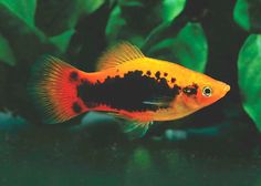 an orange and black fish with the words sunset tuxedo platy above it