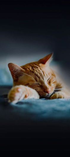 an orange and white cat laying on top of a blue bed sheet with its eyes closed