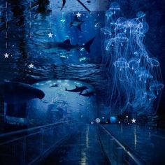 an underwater scene with jellyfish and other marine creatures in the water at night time